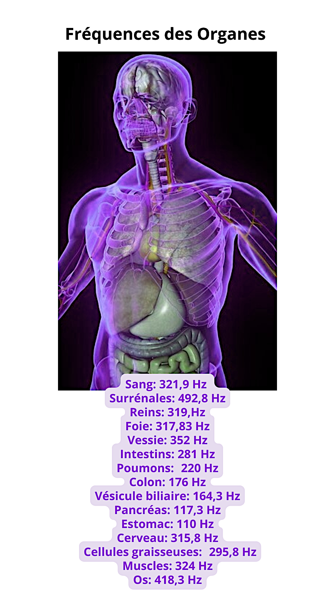 Sang 321 9 hz surrenales 492 8hz reins 319 hz foie 317 83 hz vessie 352 hz 20240920 212948 1